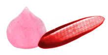 ピンクシャンプー